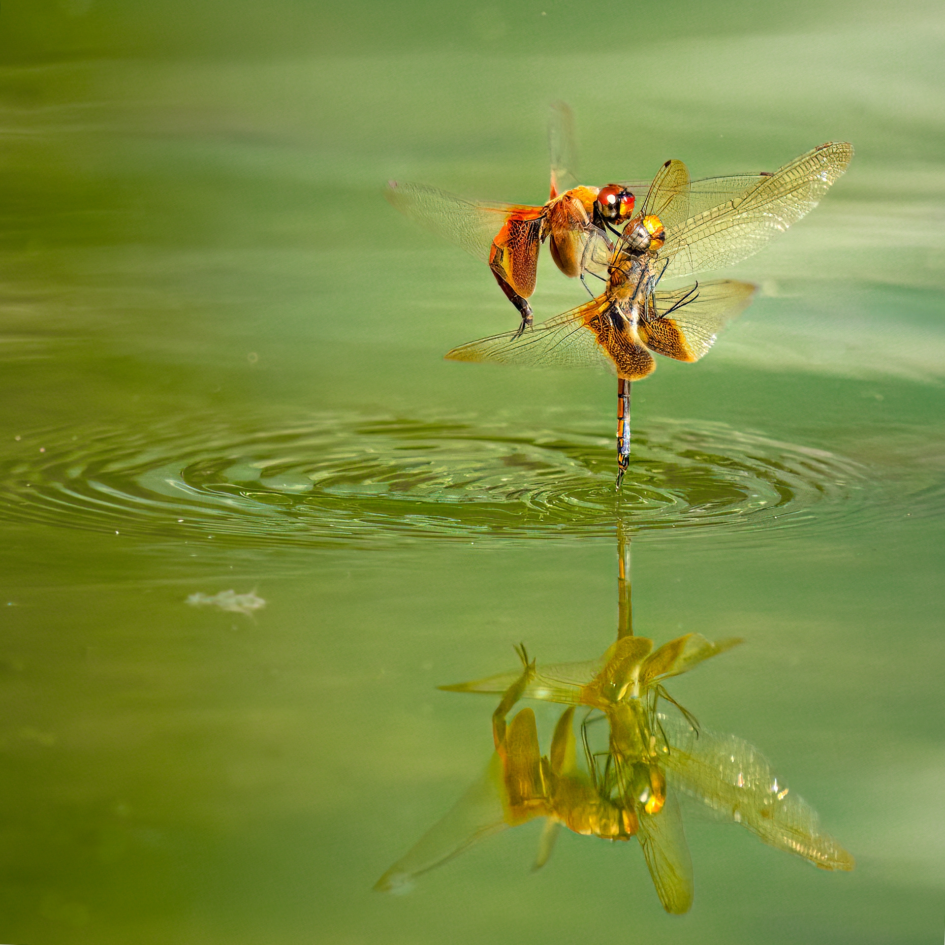 蜻蜓點水